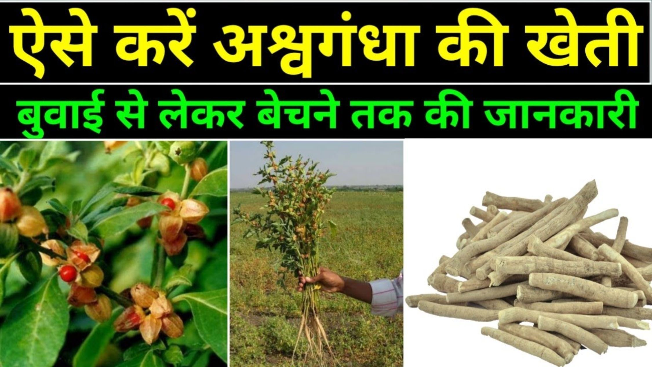 Ashwagandha