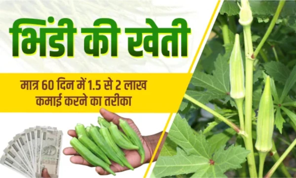 Bhindi Ki Kheti