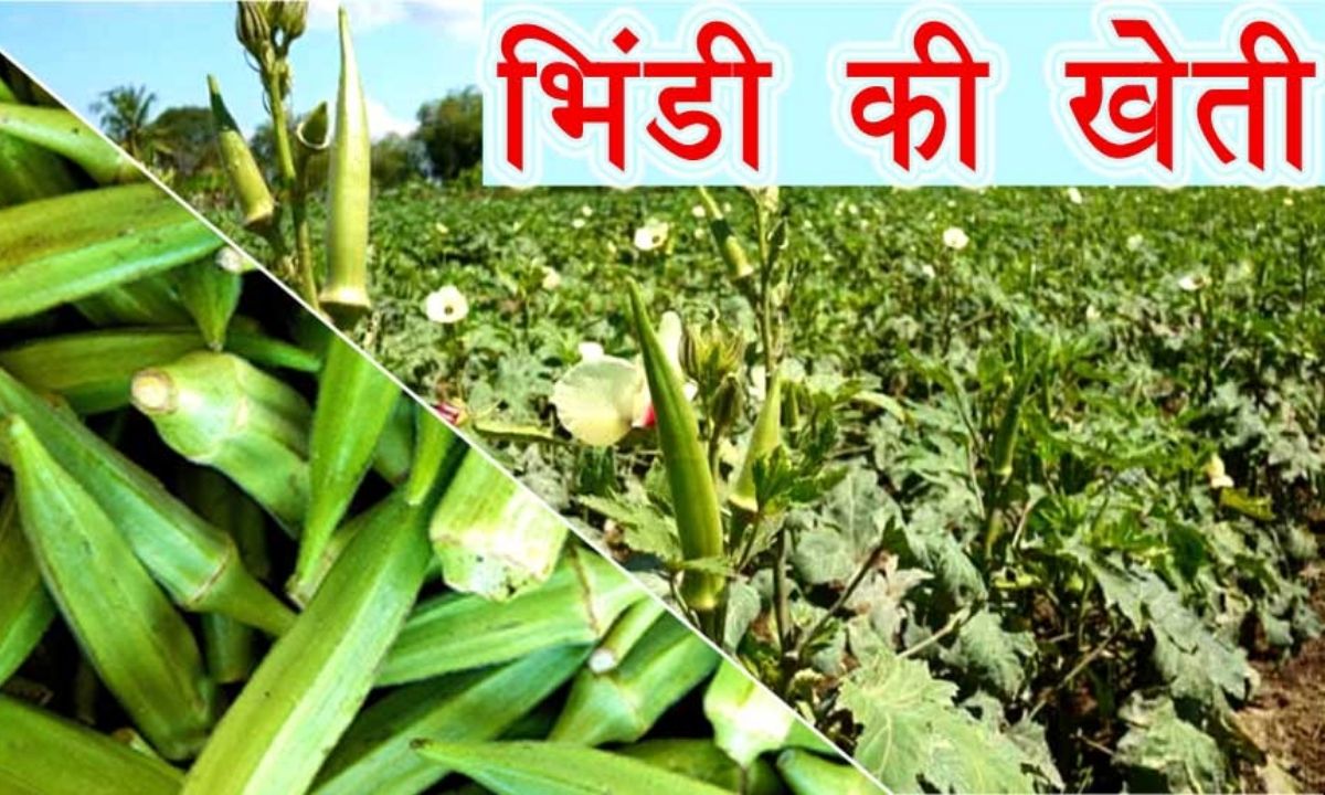 Bhindi Ki Kheti