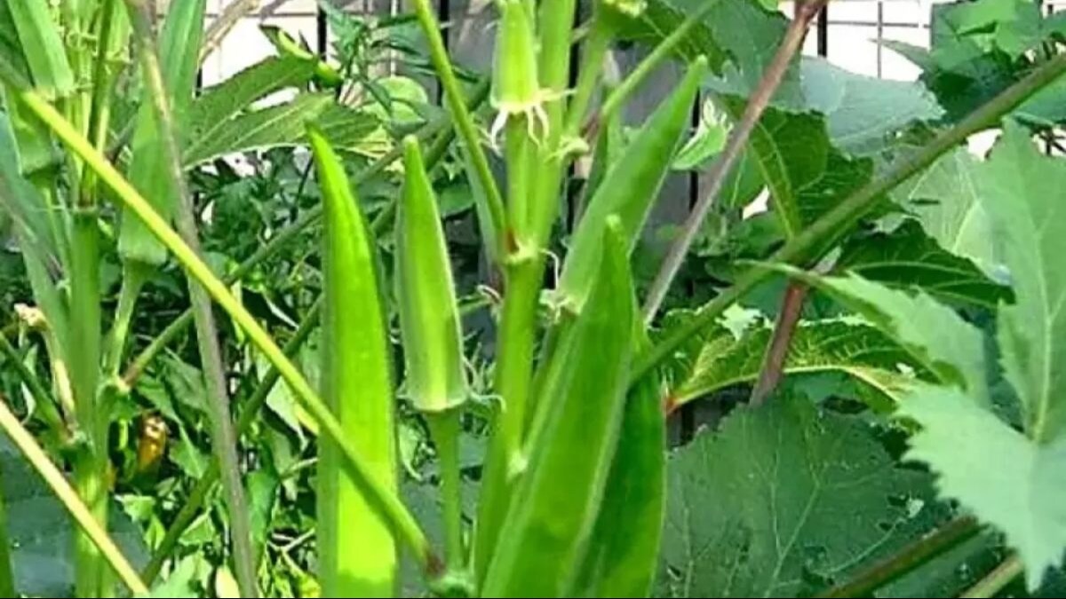 Bhindi Ki Kheti