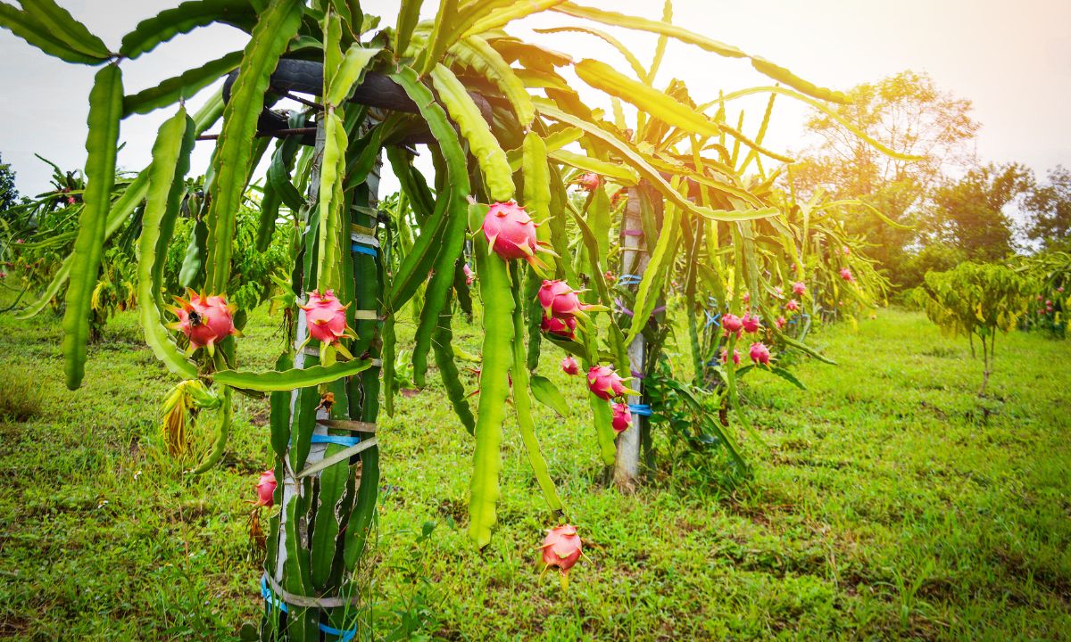 Dragon fruit farming