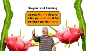 Dragon fruit farming