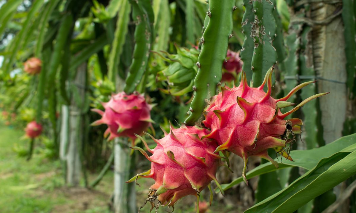 Dragon fruit farming