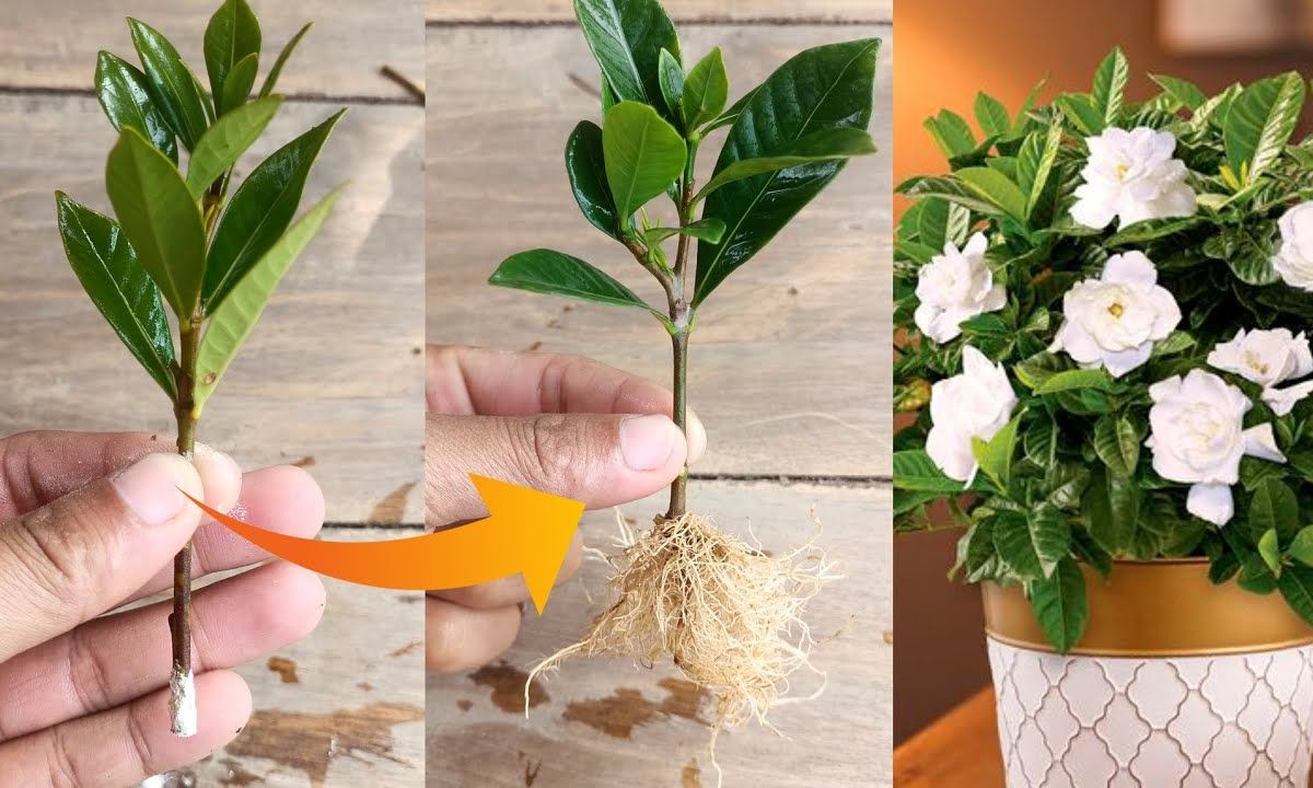 Gardenia Plant