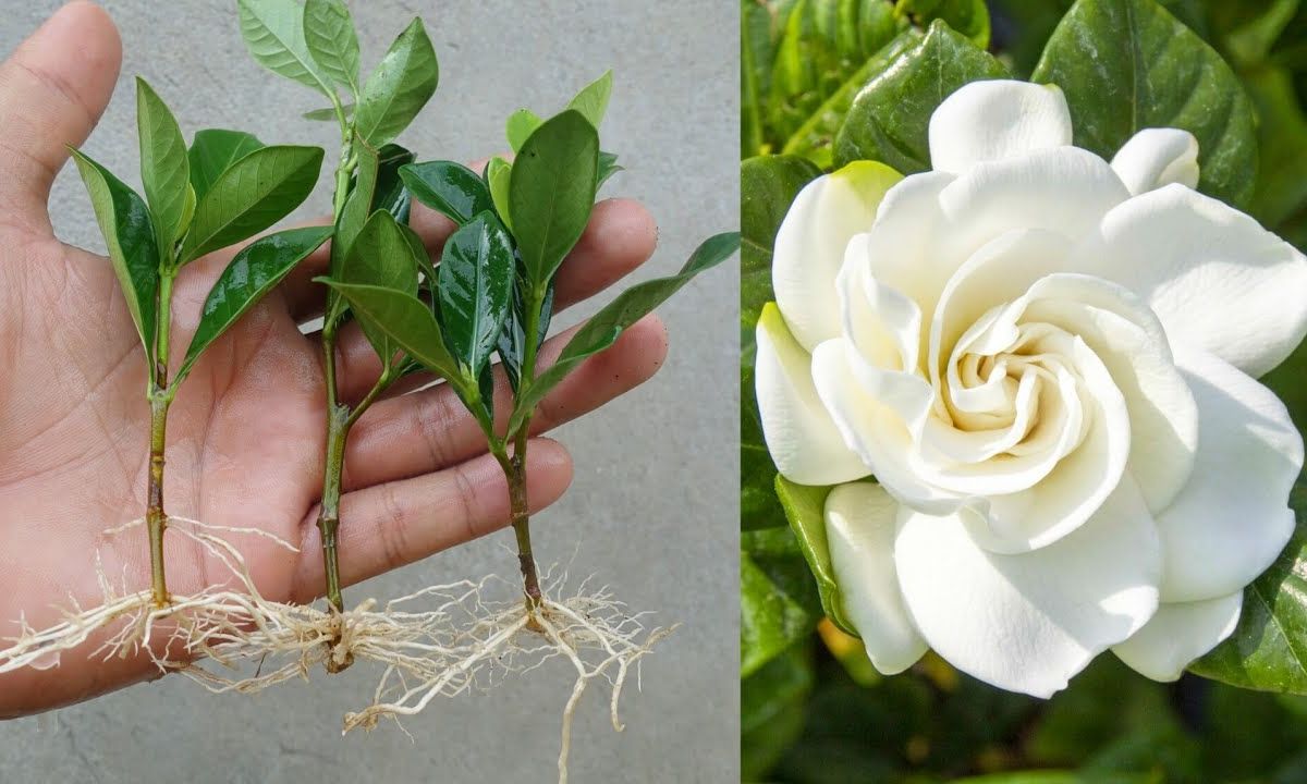 Gardenia Plant
