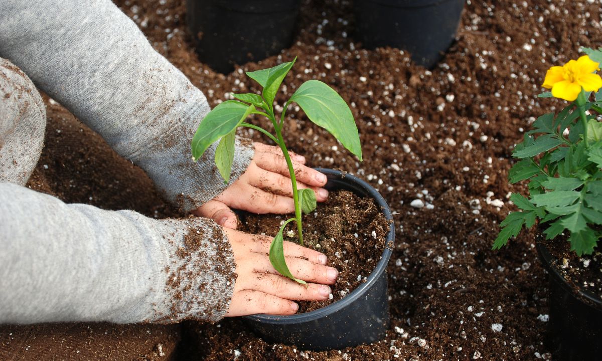 Gardening