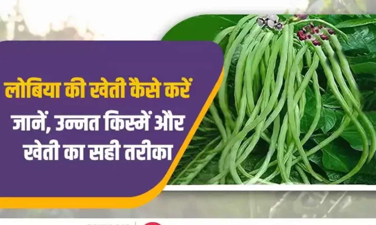 Gardening Tips