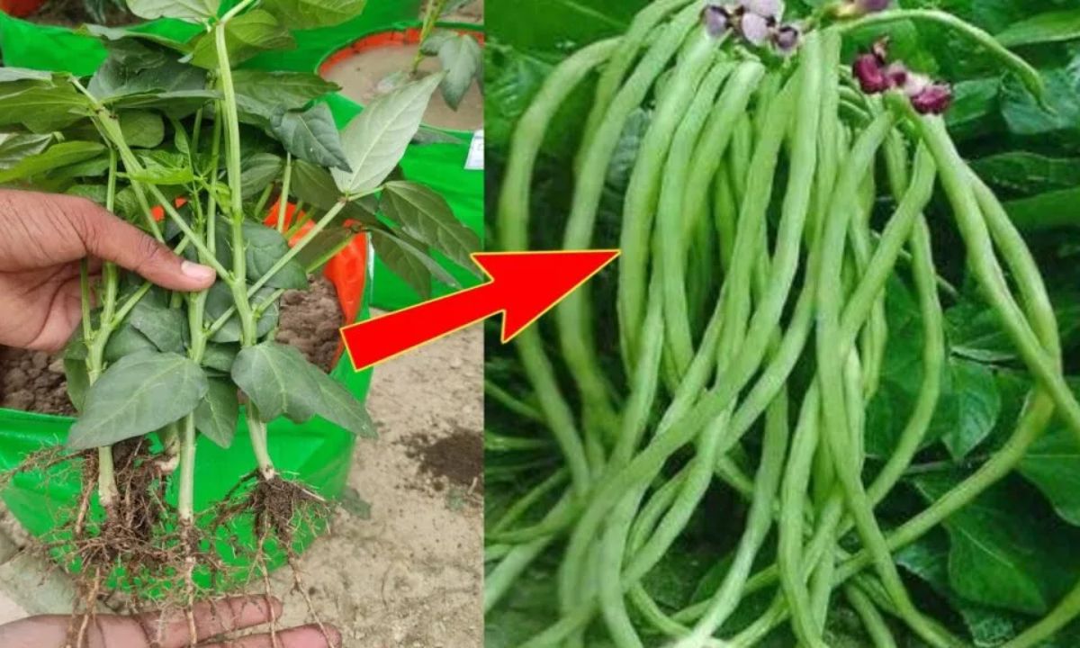 Gardening Tips