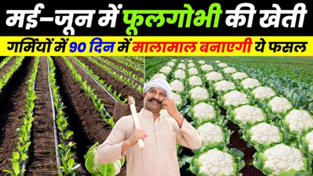 Gobhi Ki Kheti
