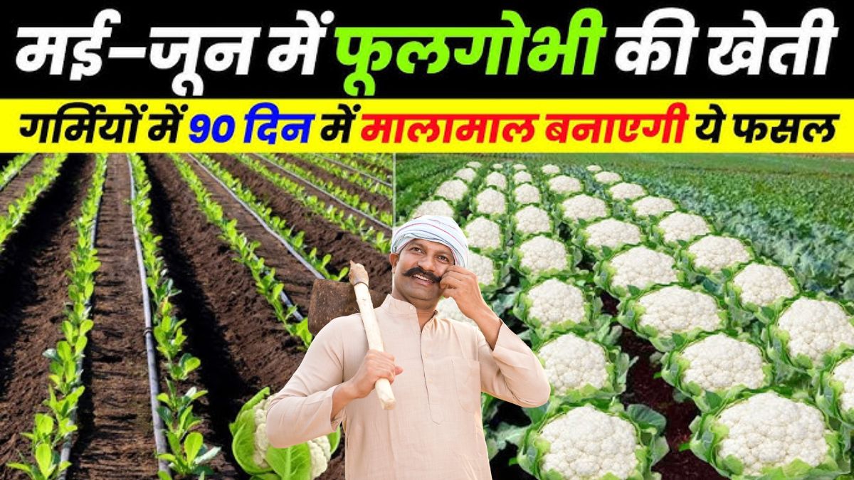 Gobhi Ki Kheti