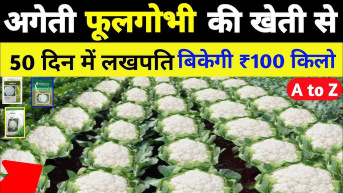 Gobhi Ki Kheti