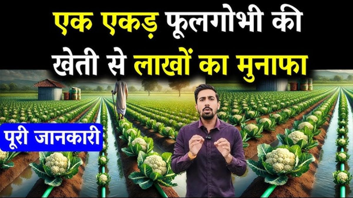 Gobhi Ki Kheti