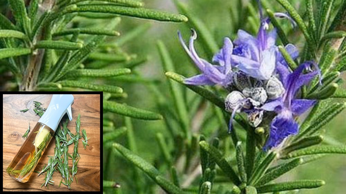 Rosemary Water For Hair Growth
