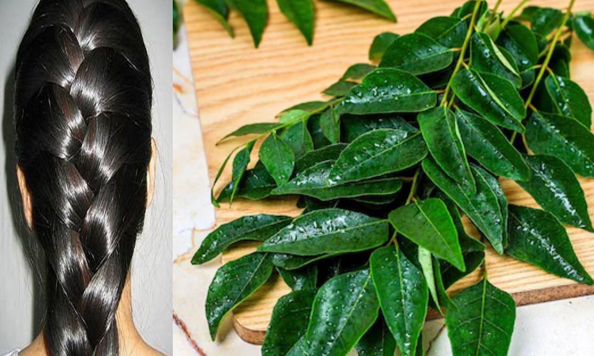 Curry Leaves For Hair
