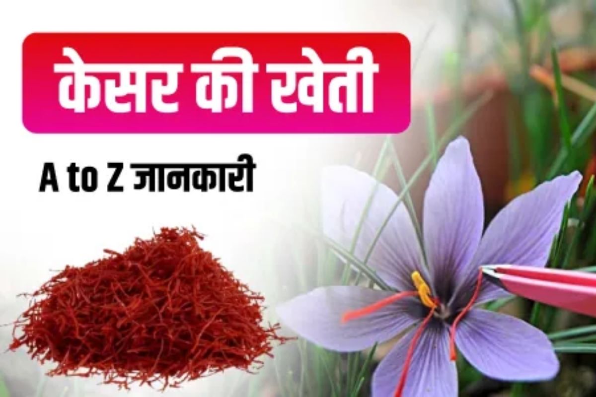 Kesar Ki Kheti