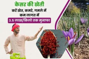 Kesar Ki Kheti