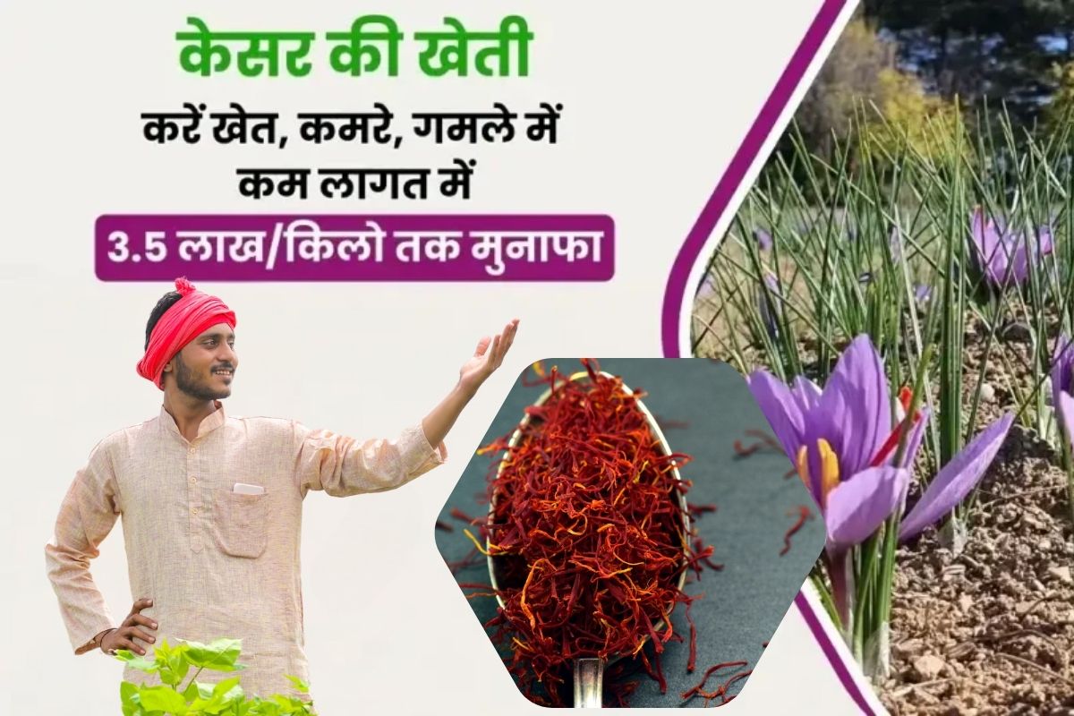Kesar Ki Kheti