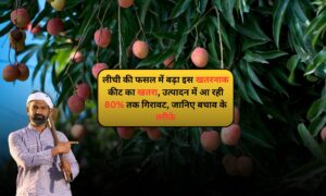 Litchi Farming