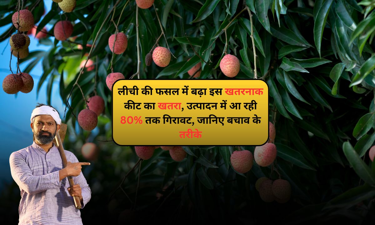 Litchi Farming