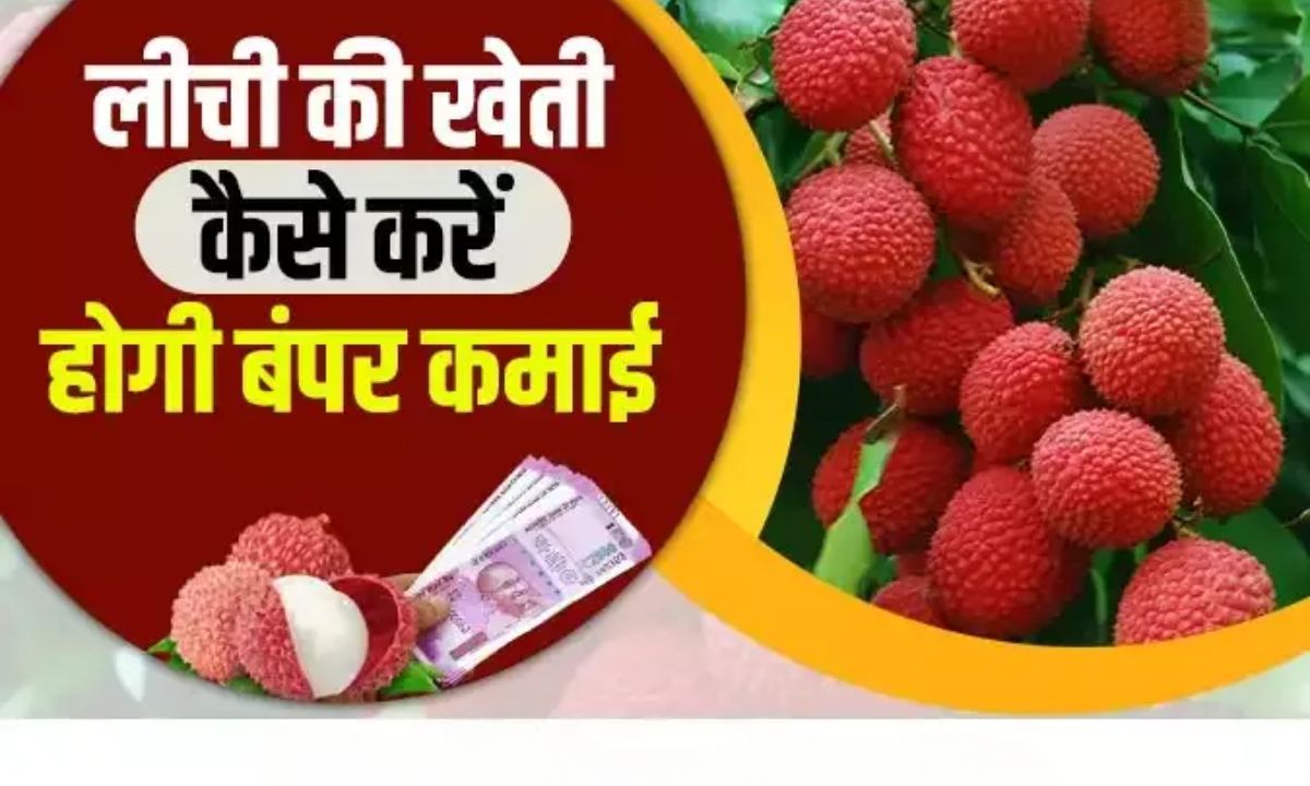 Litchi Farming