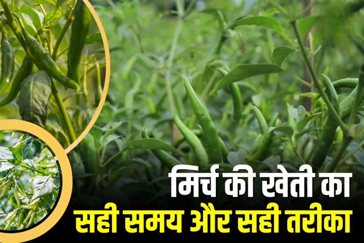 Mirch Ki Kheti
