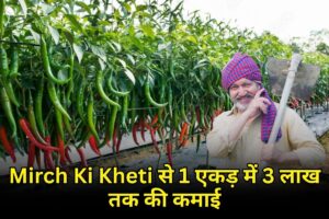 Mirch Ki Kheti