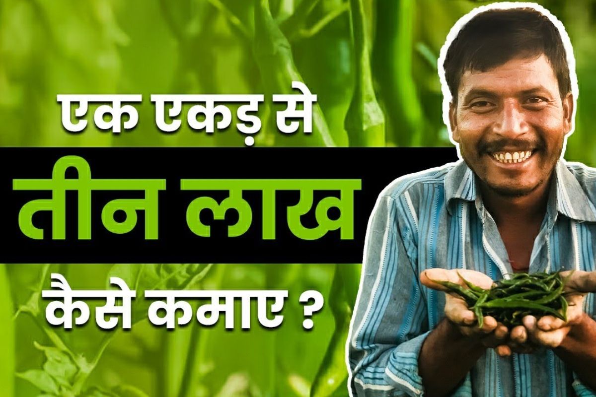 Mirch Ki Kheti