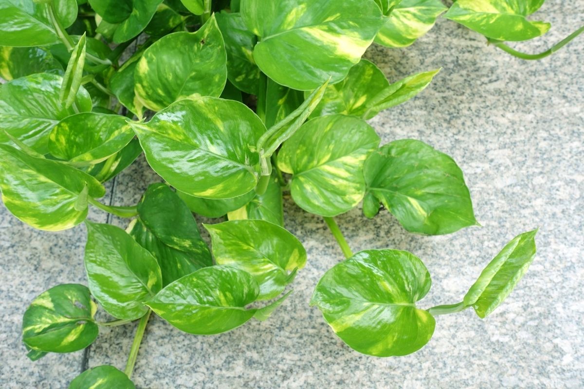 Money Plant