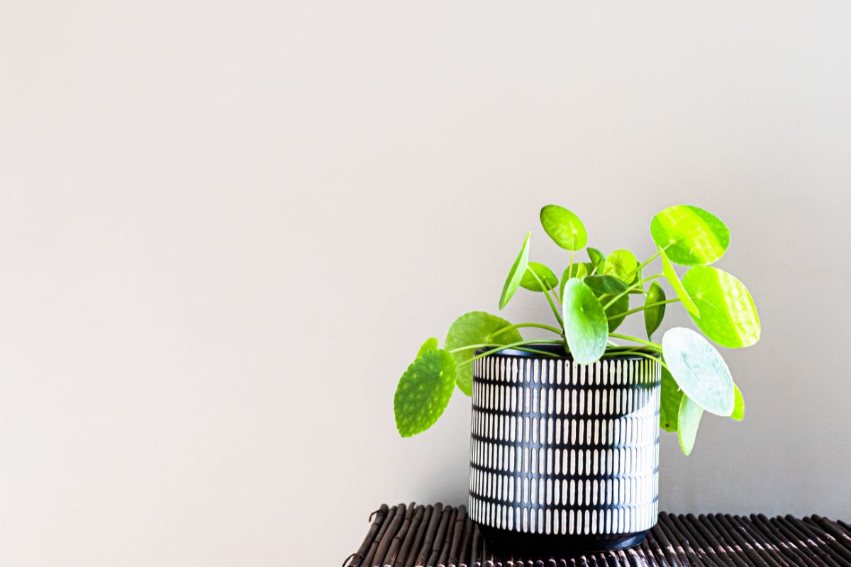 Money Plant