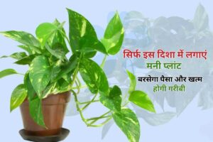 Money Plant