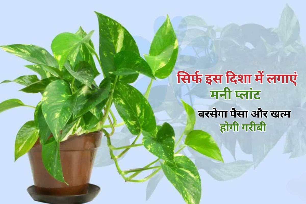 Money Plant