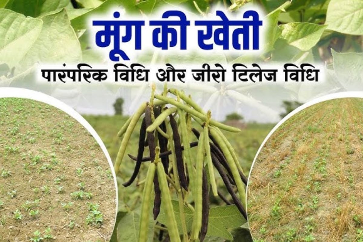 Mung Ki Kheti