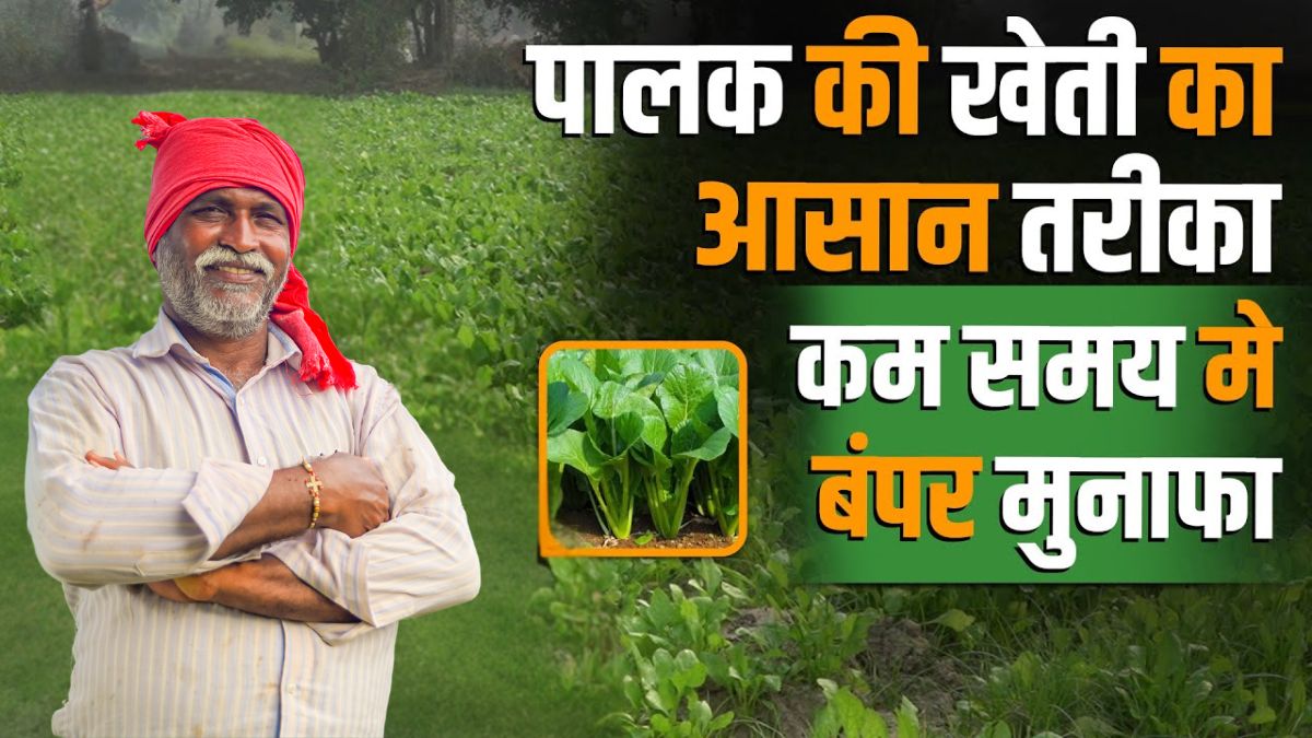 Palak Ki Kheti