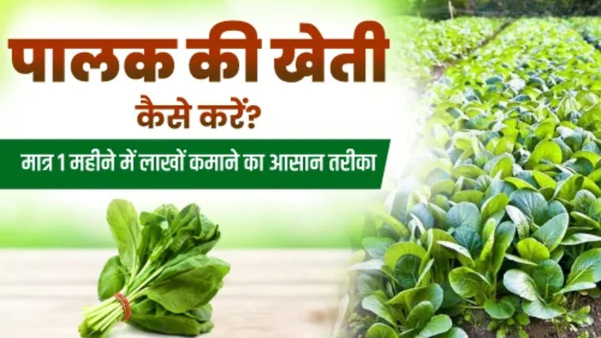Palak Ki Kheti