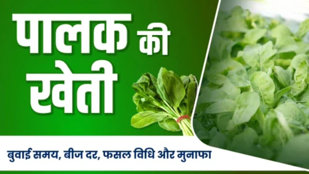 Palak Ki Kheti