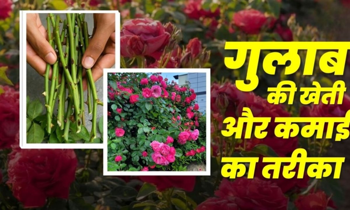 Rose Farming