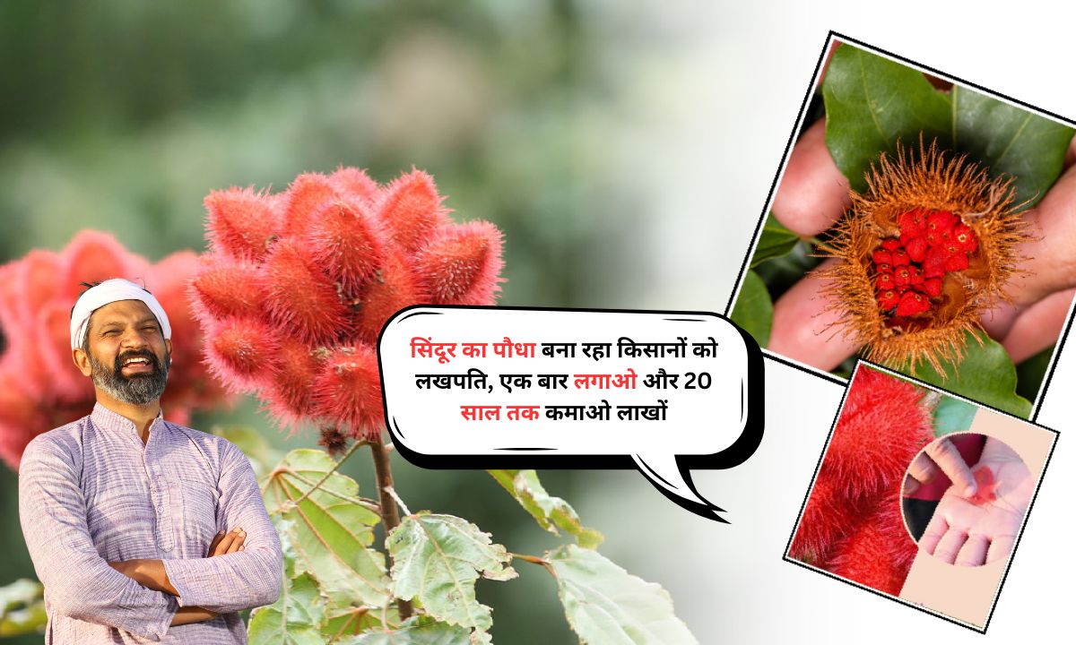 Sindoor Ki Kheti