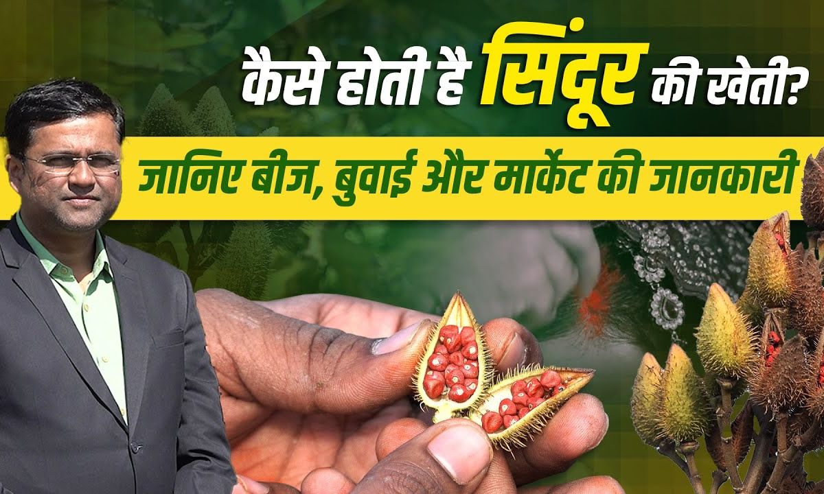 Sindoor Ki Kheti