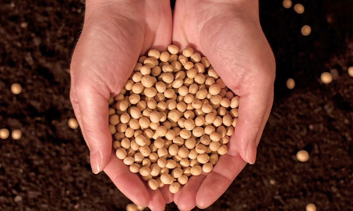 Soybean Farming