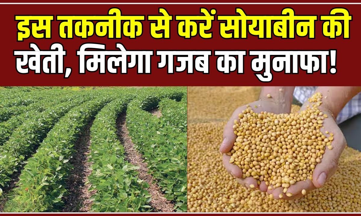 Soybean Farming
