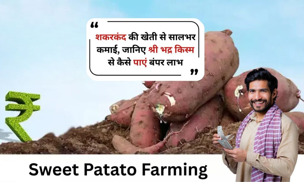Sweet Potato ki Kheti