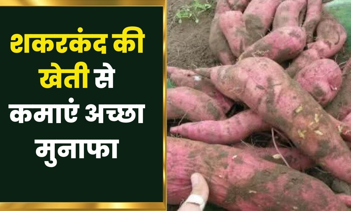 Sweet Potato ki Kheti