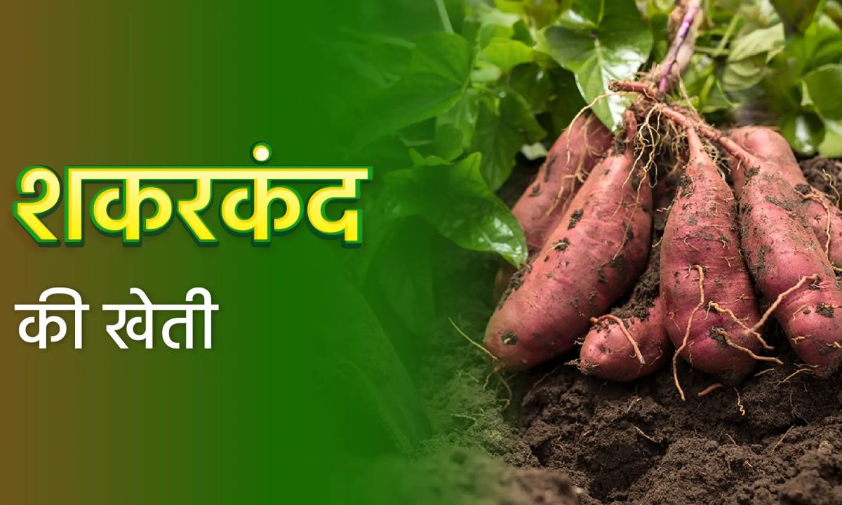 Sweet Potato ki Kheti