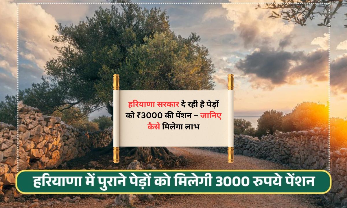 Tree Pension Scheme