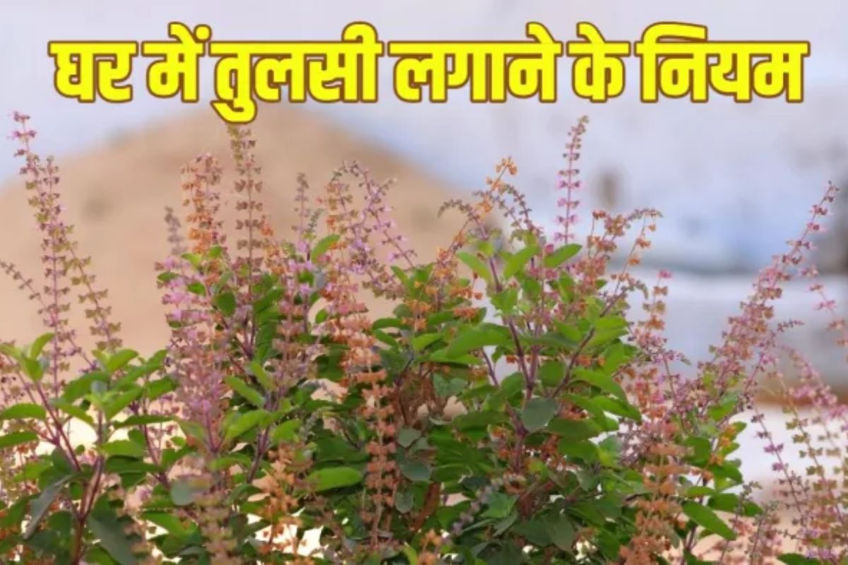 Tulsi