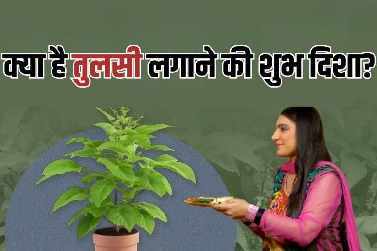 Tulsi