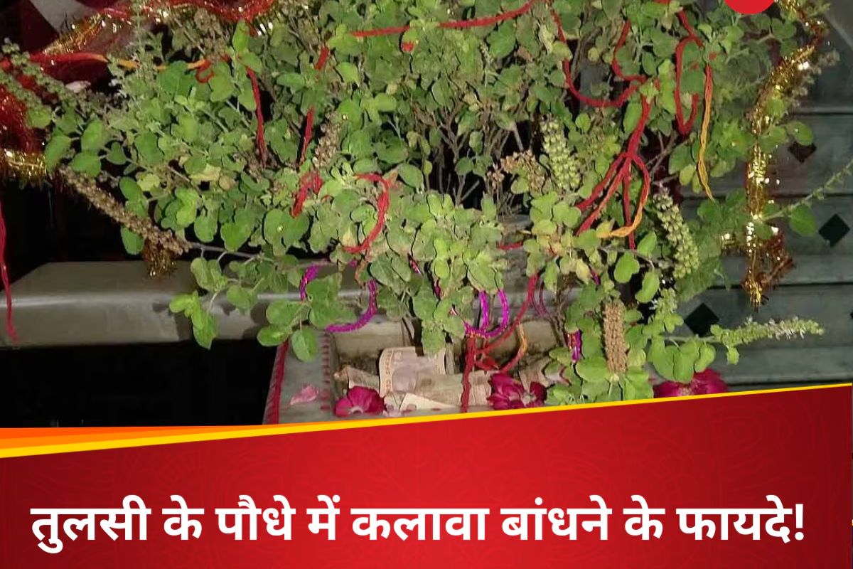 Tulsi Kalava