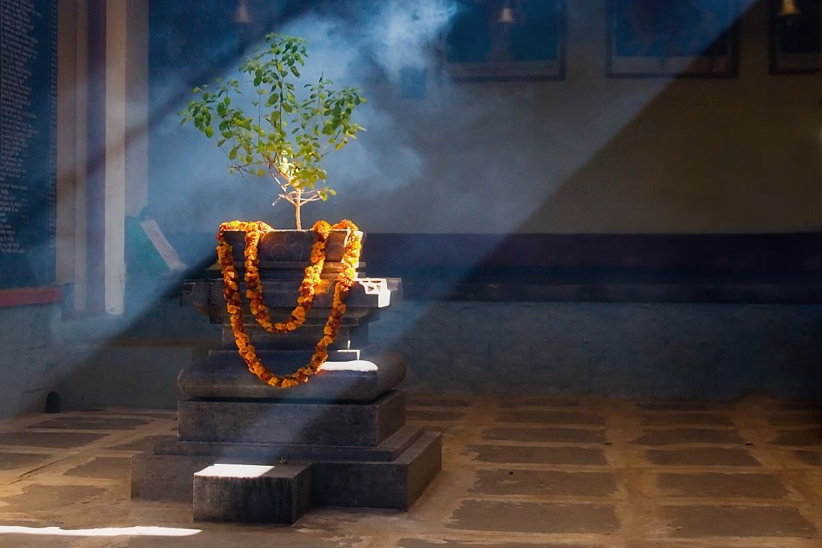 Tulsi Kalava