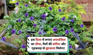 Aprajita Plant