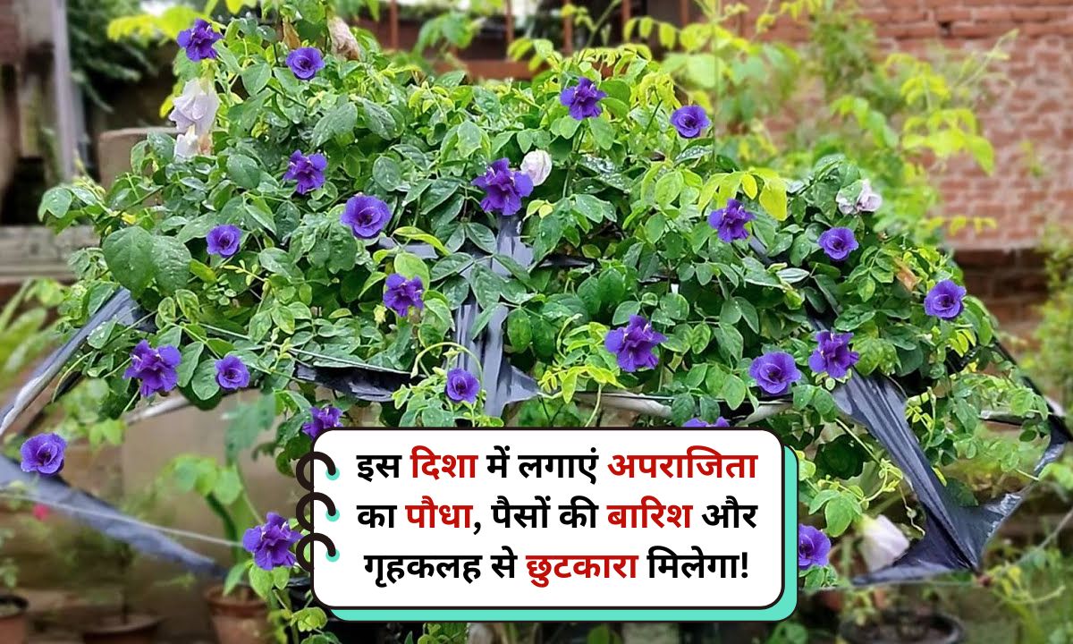 Aprajita Plant